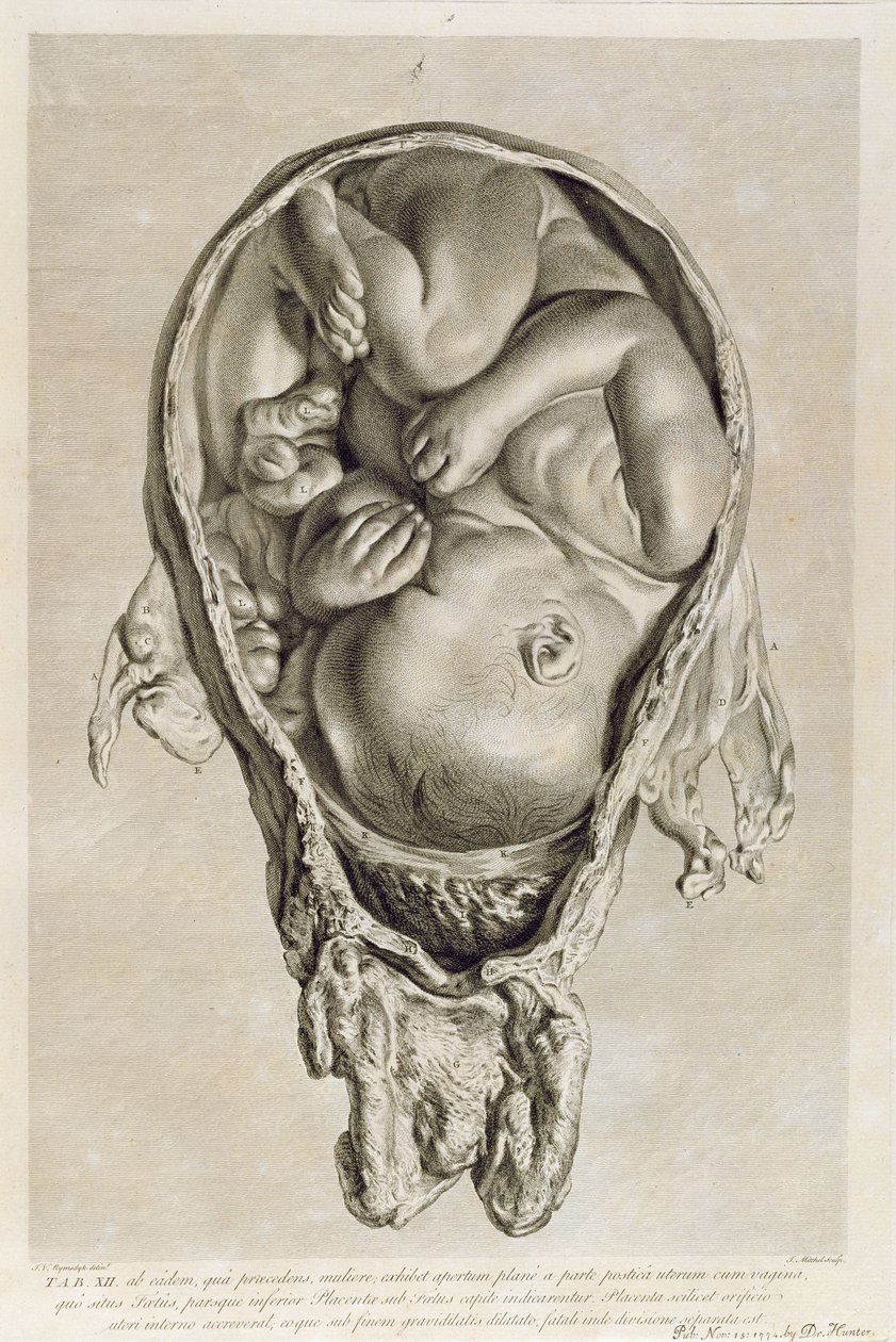 絵画 the memory in the womb Anatomical drawing of a foetus in the womb, engraved by
